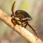 Black belly diving beetle