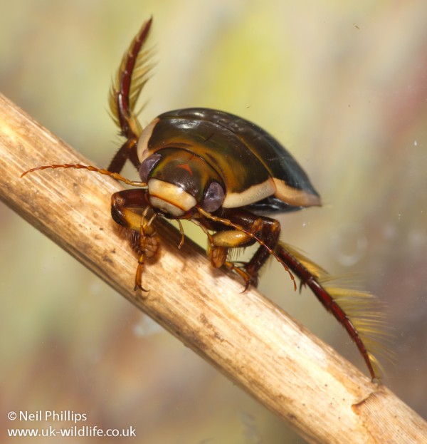 Black belly diving beetle