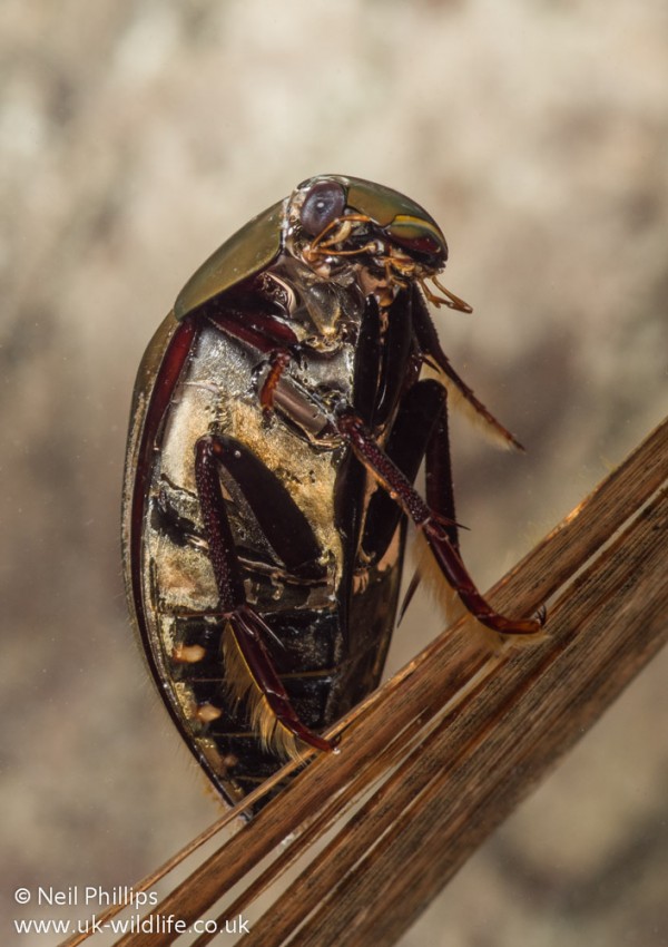 Great silver water beetle UK Wildlife