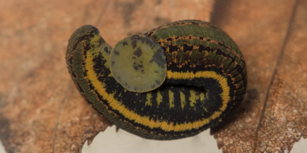 Medicinal leech Hirudo medicinalis Medicinal leech