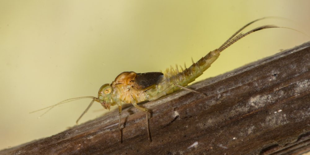 Pond Olive Cloeon dipterum mayfly nymph