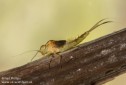 Pond Olive Cloeon dipterum mayfly nymph