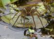 fen raft spider