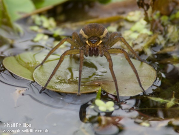 fen raft spider