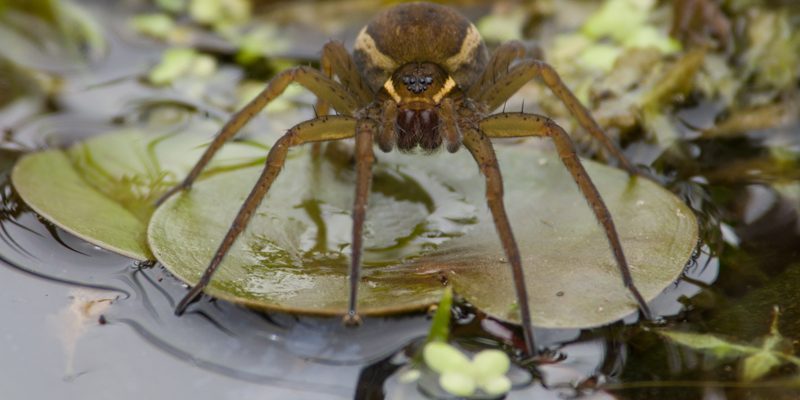 fen raft spider
