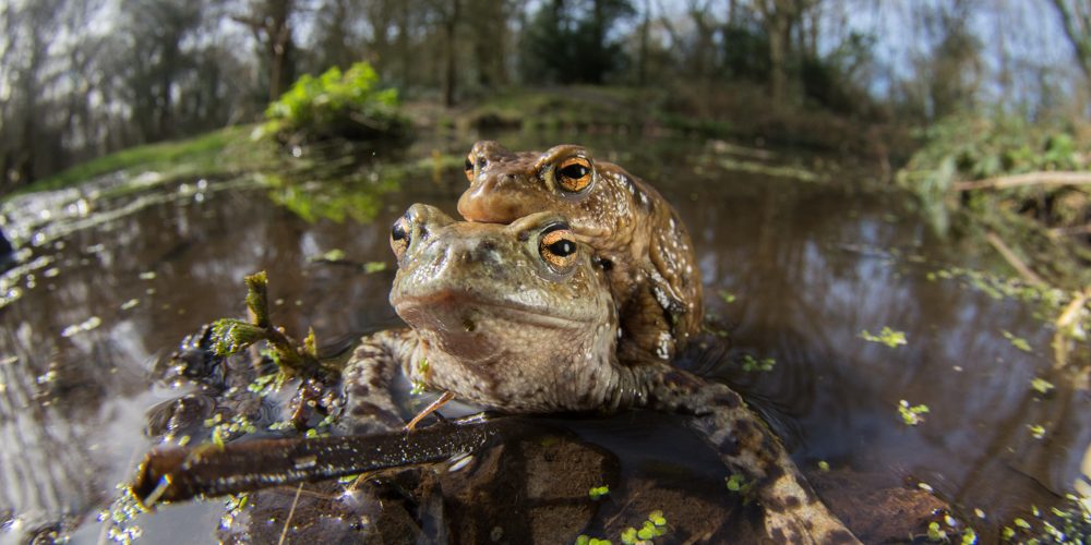 Common Toad Bufo bufo-6