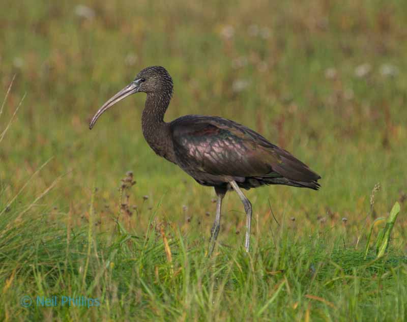 109 glossy ibis