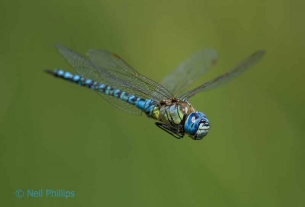 85 southern migrant hawker