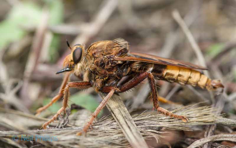 91 hornet robberfly