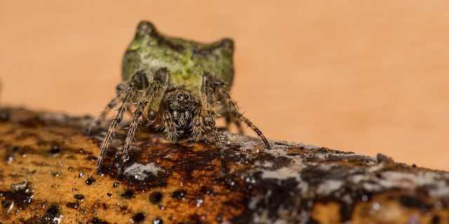 30097281235_19c70cd3ff_z