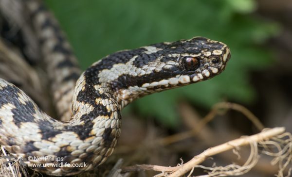 It took a lot of patience but eventually this adder posed in a gap for a few seconds