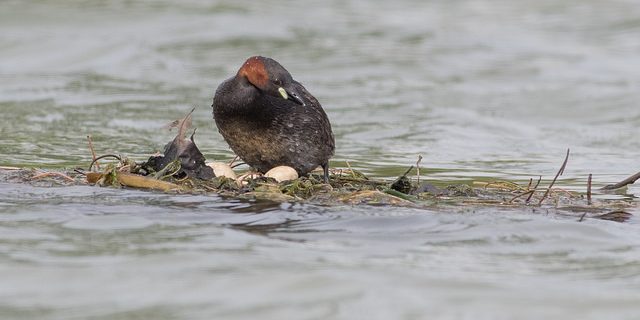 33569734413_da7f26025a_z