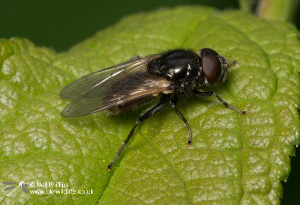 Cheilosia impressa-2