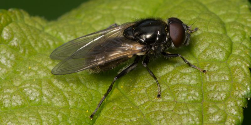 Cheilosia impressa-2