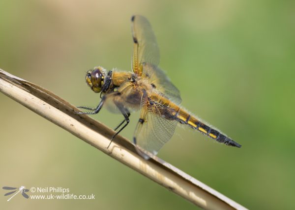 4 spotted chaser-4
