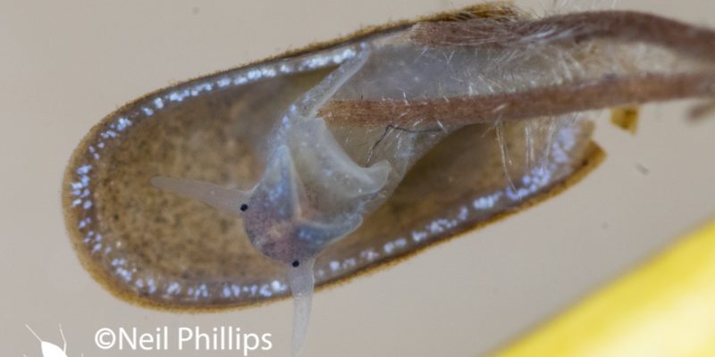 Lake limpet Acroloxus lacustris in photo aquarium