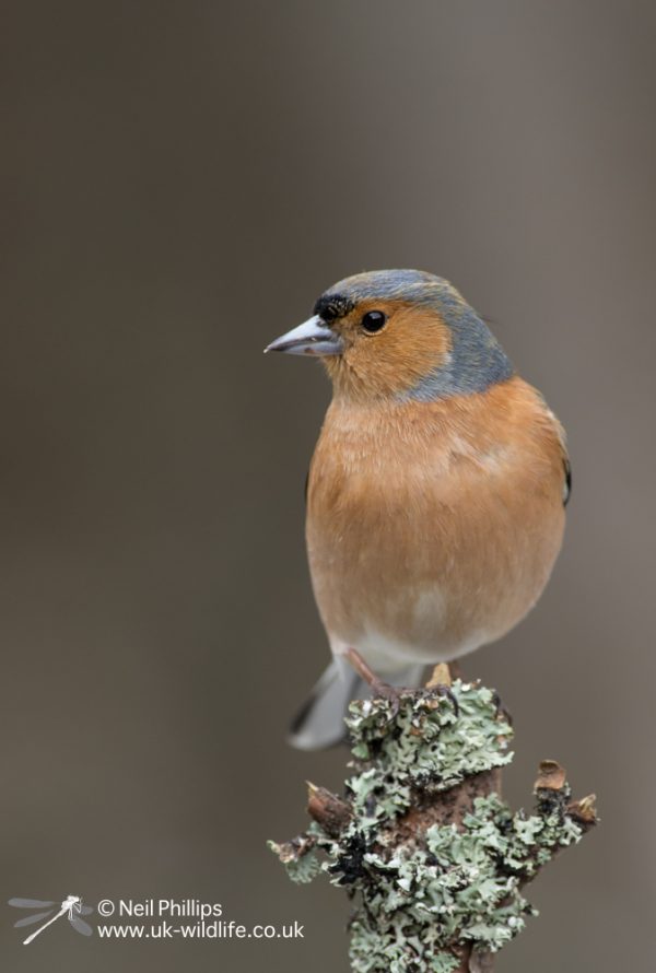 Common chaffinch Fringilla coelebs