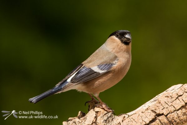 Eurasian bullfinch Pyrrhula pyrrhula-3