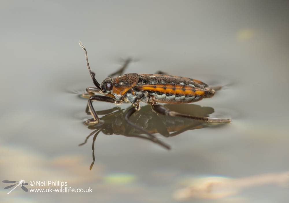 Pond creatures – UK Wildlife