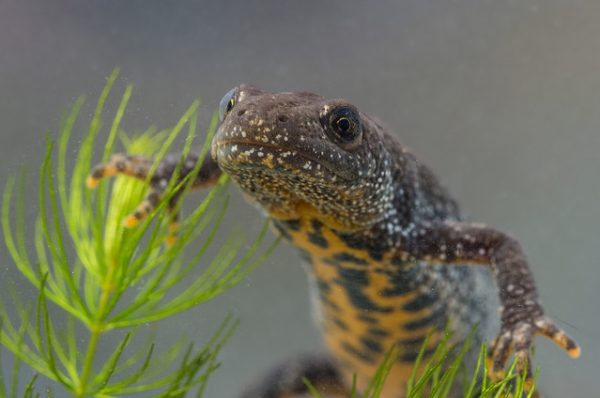 36499450592_23e7740410_z