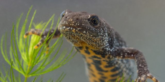 36499450592_23e7740410_z