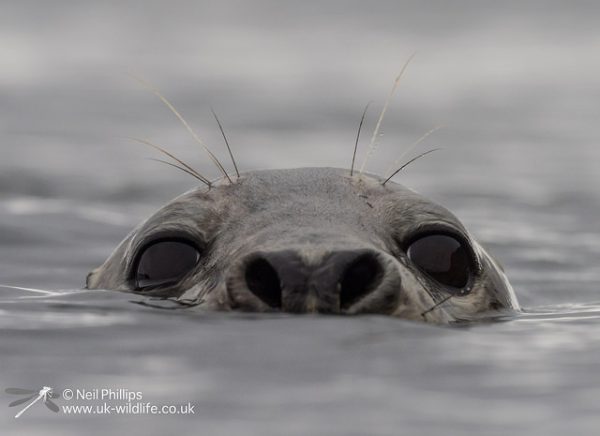 36941293415_8bb2638278_z