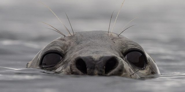 36941293415_8bb2638278_z