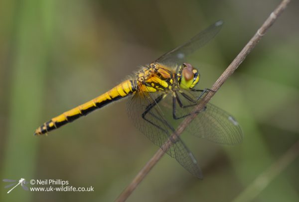 Black Darters Sympetrum danae-4