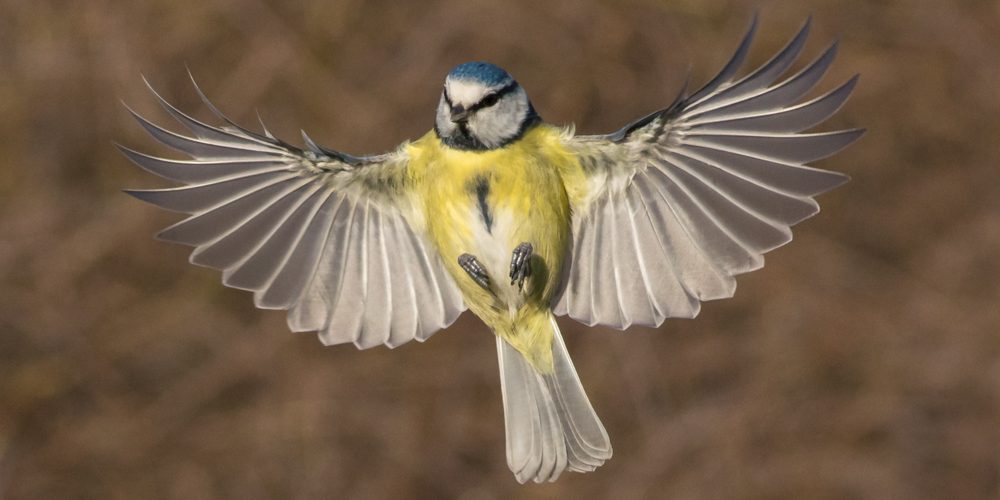 Blue Tit Cyanistes caeruleus