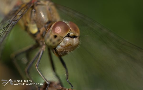 Common Darter Sympetrum striolatum