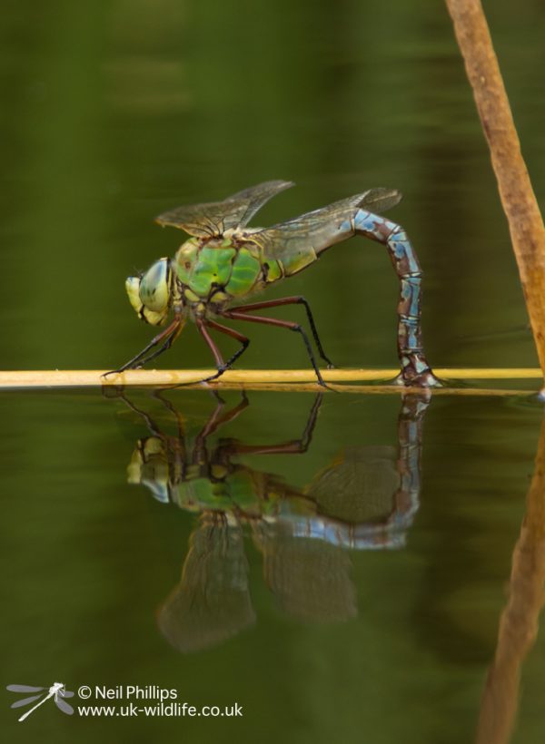 Emperor Dragonflies Anax imperator