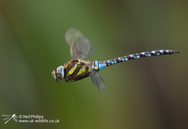 Migrant Hawker Aeshna mixta