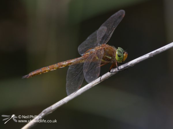 Norfolk Hawker Dragonfly Aeshna isoceles