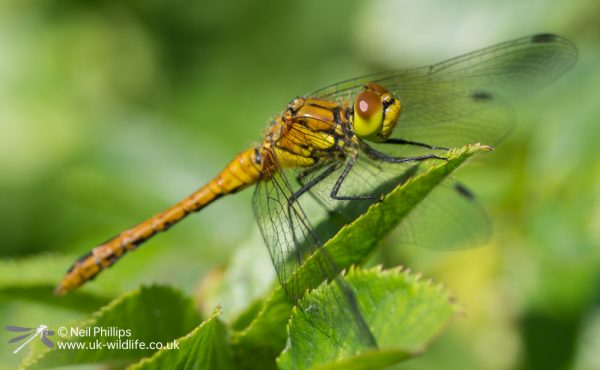 Ruddy darter Sympetrum sanguineum