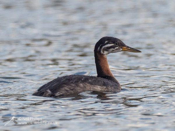 23546101648_a1124bf57a_z