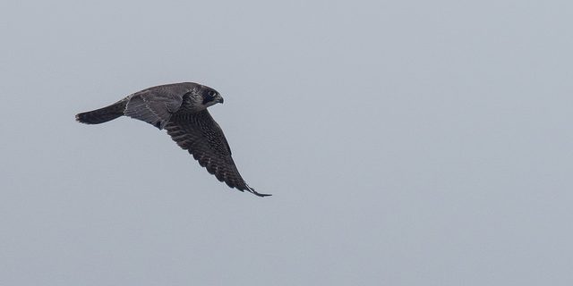 36452171394_21c75c3f9f_z