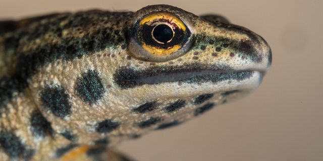 27429059439_894f43c953_z