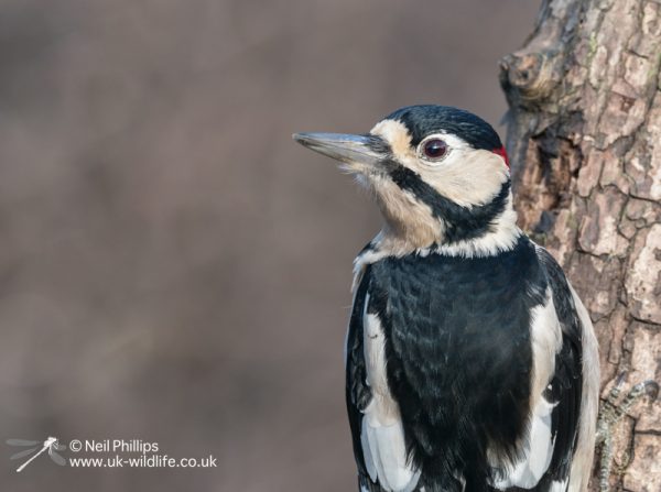 Great spotted woodpecker
