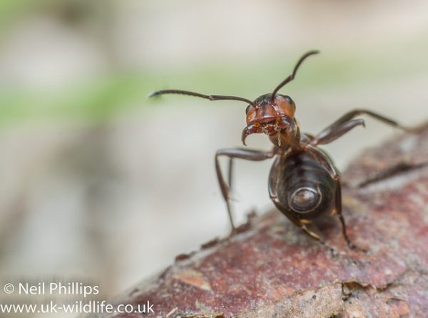 41673363251_36d6141ebf_z