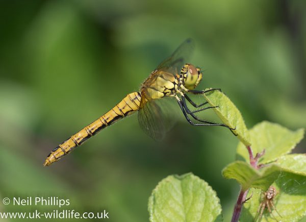 29678331908_68b2e5bcb0_z