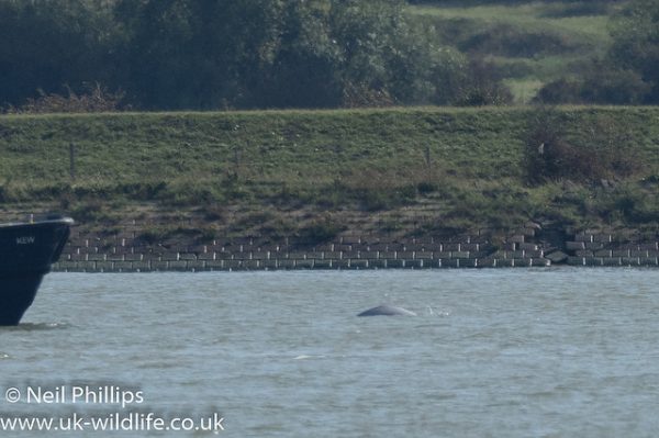 43098468870_a8faa41185_z