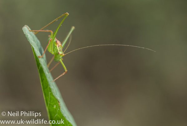 44391140831_1f18066237_z