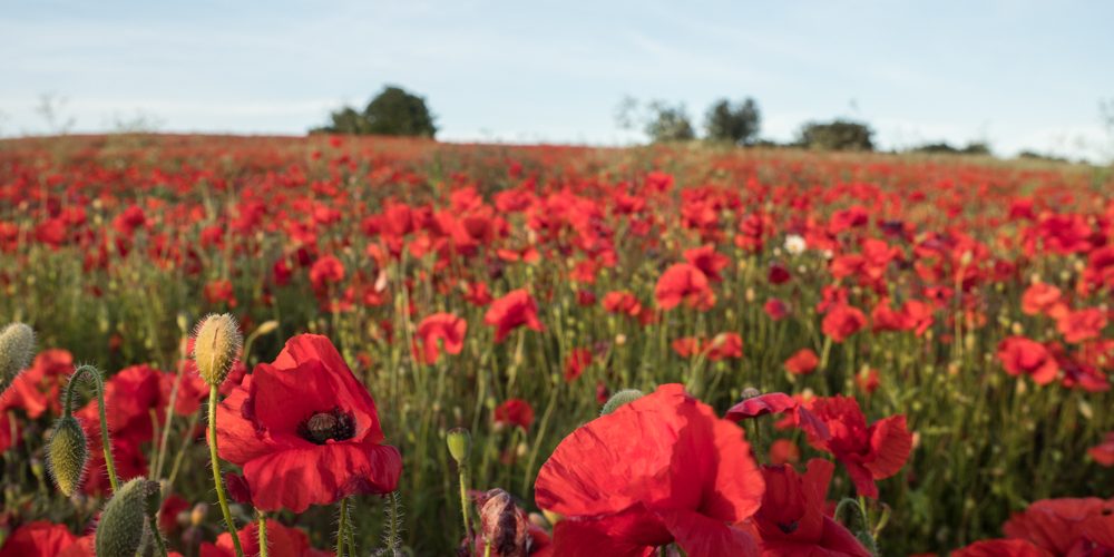 Common Poppy Papaver rhoeas-2