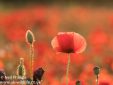 Common Poppy