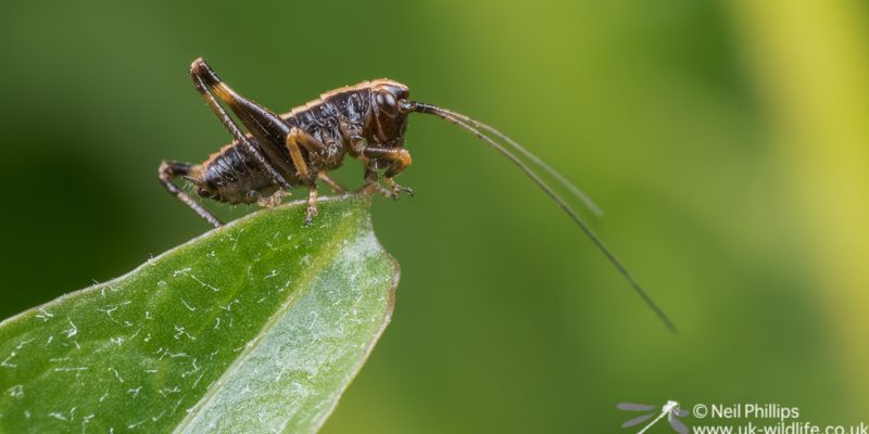 Dark bush cricket nymph in my garden-2