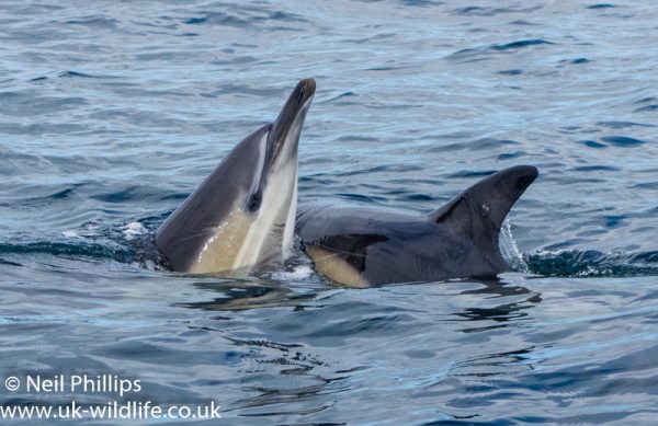 Common dolphins