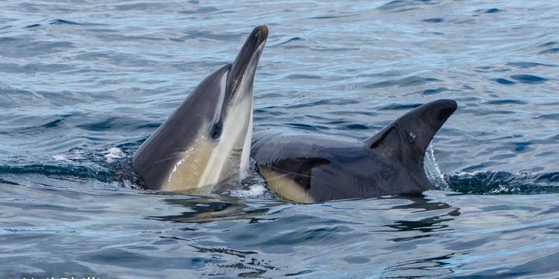 Common dolphins