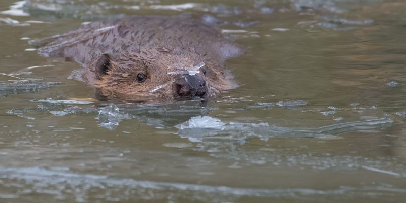 beaver