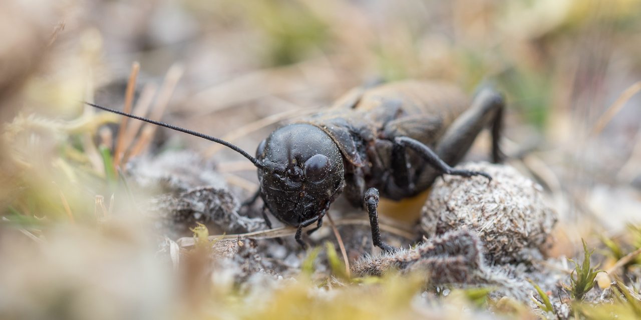 Ep48 Field Crickets with Back from the Brink UK Wildlife