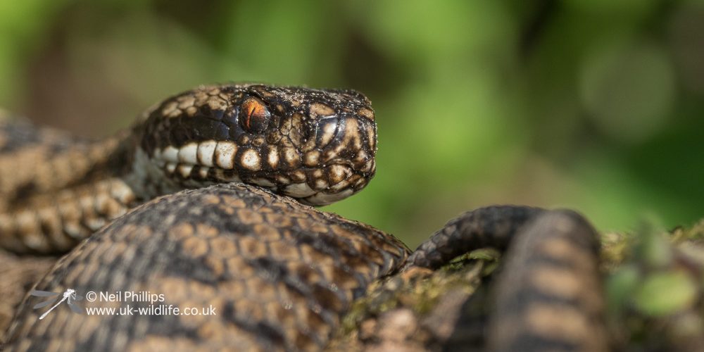 Adder